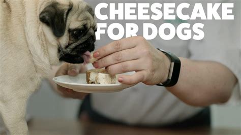 are dogs allowed at cheesecake factory